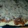 El cooksnap de NatyLuna cuando hizo Riwwel Kuchen o torta rusa.