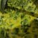 Cooksnap dari Hana Jazmeet untuk resep Gule Siak Barungge (Gulai Pedas Daun Kelor)