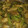 Brian Brown's cooksnap of when they made Chicken and Broccoli.