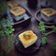 Cooksnap dari Frielingga Sit untuk resep Hokkaido nutrijel chiffon cupcake with mango vla