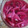 El cooksnap de silvia cuando hizo Cebolla encurtida con cítricos.
