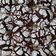El cooksnap de Mate Amargo 🧉🍪 cuando hizo Galletas craqueladas de chocolate.