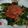Cooksnap dari Amateur Chef untuk resep Plecing kangkung