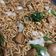 Cooksnap dari Nur Yulia untuk resep Mie Goreng Burung Dara