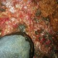 Cooksnap dari Indah Nur Anjani untuk resep Sambal Tempe Penyet