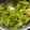 El cooksnap de Andrea dlrg cuando hizo Tallarines con pollo y pesto de acelga (o espinaca) en Thermomix.