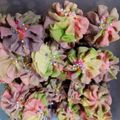 Cooksnap dari Apriska Aulia untuk resep Resep Kue Semprit Susu Super Renyah Cuma 3 Bahan | Kue Kering Lebaran | Kue Kering | Spritz Cookies