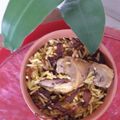 Barnali Debdas's cooksnap of when they made চিকেন বিরিয়ানি.