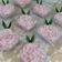 Cooksnap dari Kiarra Cookies n Cakes untuk resep Kue Cantik Manis