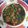 Cooksnap dari Santy Octaviany untuk resep Tumis Sawi Telur Puyuh Simple