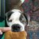La cooksnap de Lena T cuando cocinó Galletas para perritos