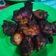 Cooksnap dari Ummu Yua untuk resep Ayam Panggang