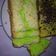 Cooksnap dari Sha26 untuk resep Pandan Chiffon Cake