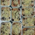 Cooksnap dari Pipit Wulandari untuk resep Klapertart panggang anti gagal