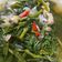 Cooksnap dari eva meylani untuk resep Kangkung Bojo Ijo