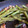 carolyn beckler's cooksnap of when they made Quick Green Beans with Bacon.