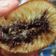 Cooksnap dari Siti Jubaedah untuk resep Martabak Manis a.k.a Terang Bulan