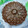 El cooksnap de Vanessa G cuando hizo Brownie fit chocolate - plátano - coco {FitKen}.