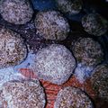 El cooksnap de Rocío Abril cuando hizo Trufas de coco.