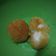Cooksnap dari eresina22@yahoo.com untuk resep Pom pom potato isi keju quick melt lumer