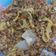 Cooksnap dari Nuril Ikhfadzni untuk resep Nasi goreng ikan sarden