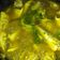Cooksnap dari dian Purnamasari untuk resep Pindang Ikan Tenggiri Kuah Asam