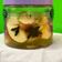 Cooksnap Sesimple Loralin semasa beliau membuat Apple Pickles|Jeruk Epal.