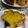 Cooksnap dari Budi Susilorini untuk resep Bolu Labu Kuning