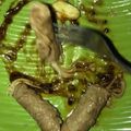 Cooksnap dari Tineke Dwi untuk resep Grill meat slice with enoki aka daging slice panggang dengan jamur enoki