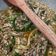 Cooksnap dari sarah untuk resep Udang Tumis Aceh