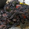 Cooksnap dari D_han untuk resep Cumi Hitam Kuah Kental (Anti Gagal)