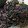 Cooksnap dari D_han untuk resep Cumi Hitam Kuah Kental (Anti Gagal)