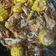Cooksnap dari Silviana N F R untuk resep Kepiting Saus Padang