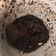 Cooksnap de mathilde aubry sur la recette Mug cake chocolat cétogène