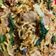 Cooksnap dari devi untuk resep Mie Goreng seafood ala chinese food