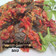 Cooksnap dari Emma Rosa untuk resep Dendeng balado