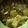 Tuhina Das's cooksnap of when they made আমের চাটনি (aamer chutney recipe in Bengali).