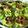 Cooksnap dari ghearisalia untuk resep 409. Kue Cubit Green Tea