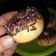 Cooksnap dari Dini Andrii untuk resep Donat Maizena