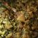 Vandna bosamiya's cooksnap of when they made ચોળી બટેકા નુ શાક (Chori Bataka Shak Recipe In Gujarati).
