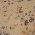 El cooksnap de Marisa Serrano cuando hizo Crema de camarones con hongos .
