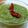 Palak Manghwani 's cooksnap of when they made Minty Mango Chutney.