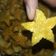 Cooksnap dari Cristiani Candrawati untuk resep Nastar Tanpa Nanas (Baca: Kukis Mini)