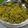 Disha Prashant Chavda's cooksnap of when they made લસુની પાલક ખીચડી (Lasuni Palak Khichdi Recipe In Gujarati).