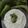 Bhumi Parikh's cooksnap of when they made કાકડી રાઇતું(kakadi Raita recipe inGujarati).
