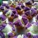 Cooksnap dari Ambar Lestari. untuk resep Bolu Kukus Mekar