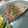 El cooksnap de Mar Gil cuando hizo Secreto al romero cocinado al vacío a baja temperatura en Moulinex Cuisine Companion.