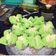 Cooksnap dari fitri handayani11 untuk resep Bolu kukus mekar yahut