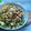 Cooksnap Sesimple Loralin semasa beliau membuat Lokan Goreng Sayur Campur.