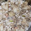 seema का कुकस्नैप जब उन्होंने साबूदाना की खिचड़ी (sabudana ki khichdi recipe in Hindi) बनाया था।